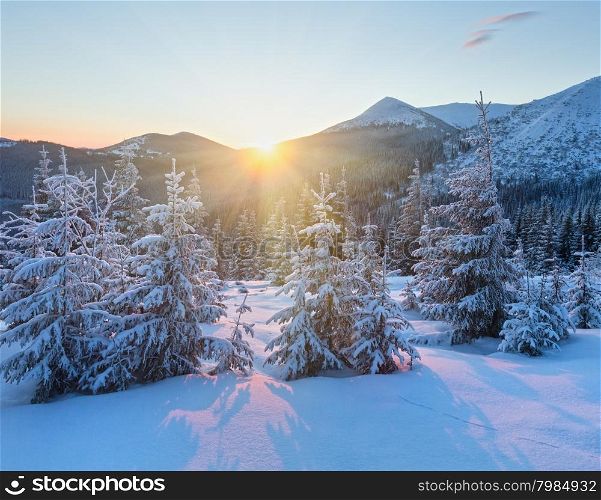 The first rays of the sun and winter mountain landscape with snowy fir trees on slope