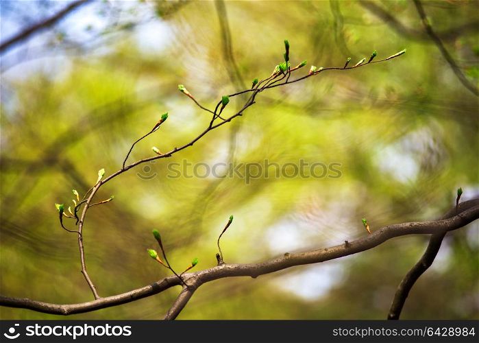 The first spring and old gentle leaves, buds and branches macro background