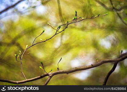 The first spring and old gentle leaves, buds and branches macro background