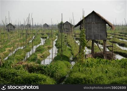 the floating gardens at the Inle Lake in the Shan State in the east of Myanmar in Southeastasia.. ASIA MYANMAR BURMA INLE LAKE FLOATING GARDENS