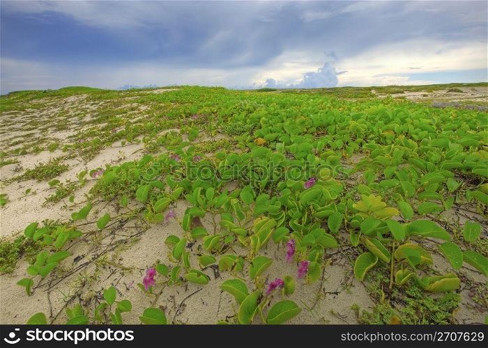 The flora on Boca Grandi beach, Aruba