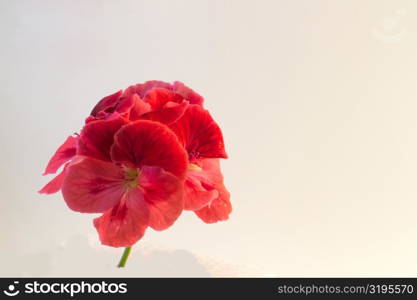 The flower Geranium isolated on white background