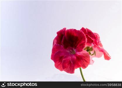 The flower Geranium isolated on white background