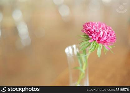 The flower in the glass on the table