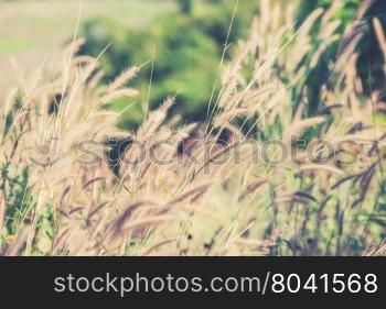 The flower of grass in evening time (Vintage filter effect used)