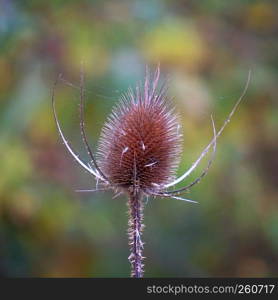 the flower plant in the garden