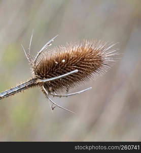 the flower plant in the garden in the nature