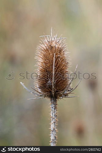 the flower plant in the garden in the nature