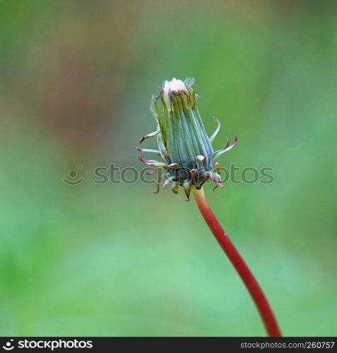 the flower plant in the garden in the nature