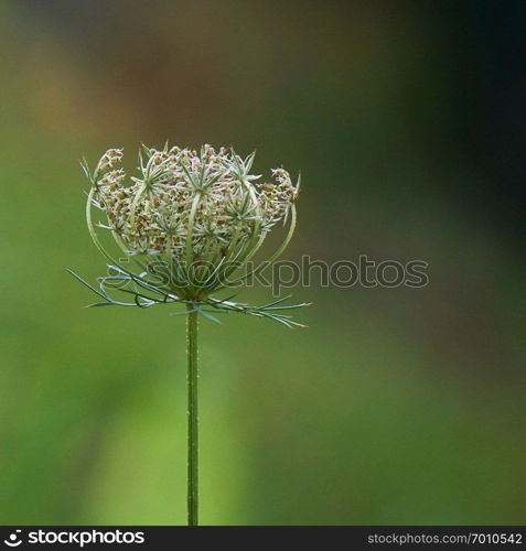 the flower plant in the garden in the nature                               