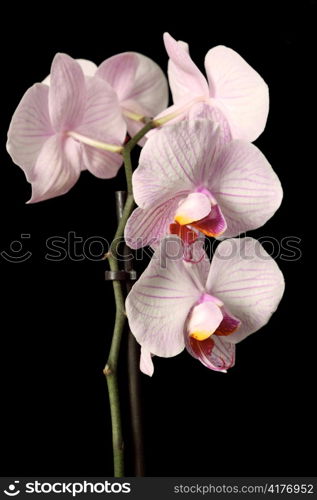 The flower stalk of a Phalaenopsis orchid isolated over black.