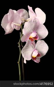 The flower stalk of a Phalaenopsis orchid isolated over black.