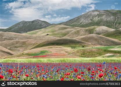 The flowering of Castelluccio in front of Mount Redentore. Castelluccio during the flowering