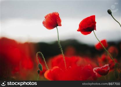 the flowers - a poppy in the field.. the flowers - a poppy in the field. the dark sky