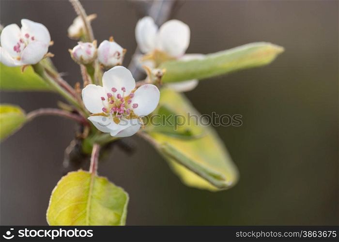 The flowers in the tree in spring
