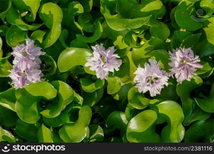The flowers of water hyacinth purple lined up according to the field.
