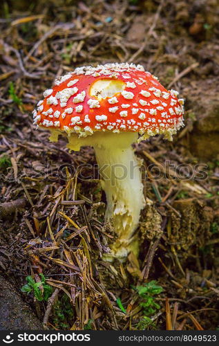 the fly agaric a mushroom close up