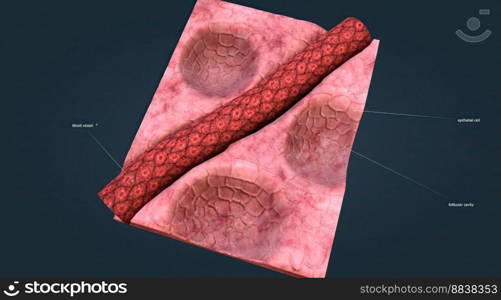 The follicles are lined by follicular cells that rest the basement membrane and have a cavity filled with a homogenous. 3D illustration. The follicles are lined by follicular cells that rest the basement membrane and have a cavity filled with a homogenous