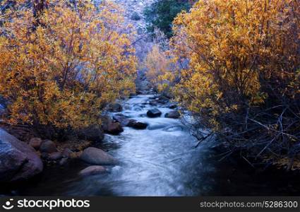 The forest creek in autumn
