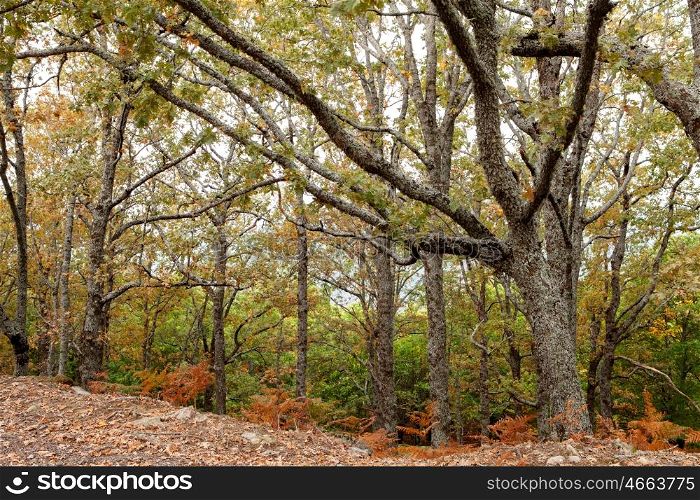 The forest in autumn with trees full of brown leaves to fall