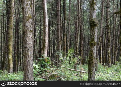 the forest in the village of Mae Aw near the city of Mae Hong Son in the north provinz of Mae Hong Son in the north of Thailand in Southeastasia.. ASIA THAILAND MAE HONG SON