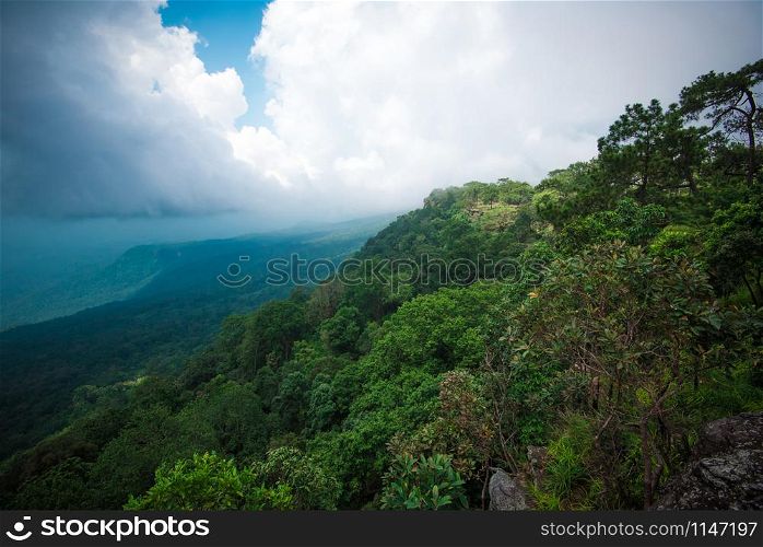 The forest jungle with tree on mountain cliff landscape scenic view nature and rain clouds the storm on sky in the rainforest asia