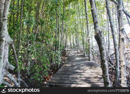 The forest mangrove in Trat city,Thailand