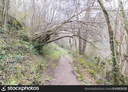 the forest road surrounded by nature