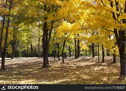 the forest under the sunlight in the fall with various species of deciduous trees, lit by the sun on bright warm days. the forest under the sunlight