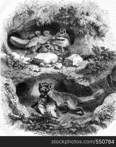 The Fox Burrow, vintage engraved illustration. Magasin Pittoresque 1867.