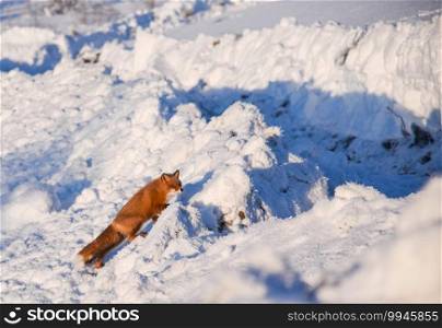 The fox runs through the snow in winter. Fox. The fox runs through the snow in winter.