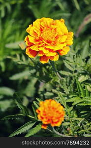 The French marigold, Tagetes patula is a species in the daisy family Asteraceae.