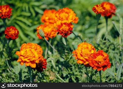 The French marigold, Tagetes patula is a species in the daisy family Asteraceae.
