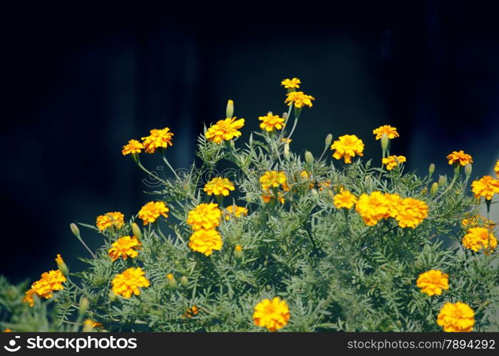 The French marigold, Tagetes patula is a species in the daisy family Asteraceae.