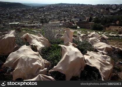 The fresh Leather gets dry on the sun near Leather production in front of the Citywall in the old City in the historical Town of Fes in Morocco in north Africa.. AFRICA MAROCCO FES