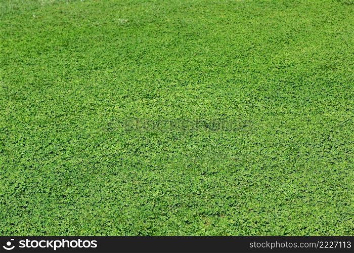 The fresh natural lbackground of awn grass