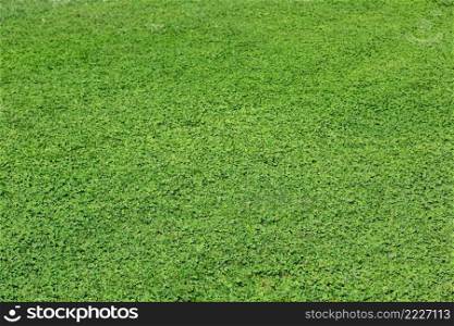 The fresh natural lbackground of awn grass