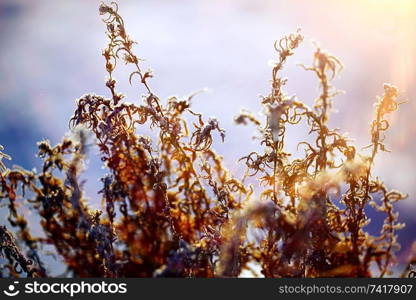 The frozen grass in the frost in the forest