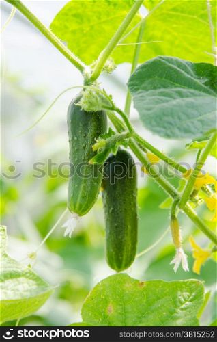 The fruit of cucumbers ripen on the branch. the cultivation of cucumbers in a greenhouse or on a country plot
