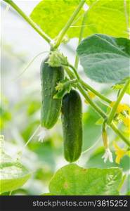 The fruit of cucumbers ripen on the branch. the cultivation of cucumbers in a greenhouse or on a country plot