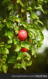 The fruits of apple trees growing on the tree. Red apples. Natural products.