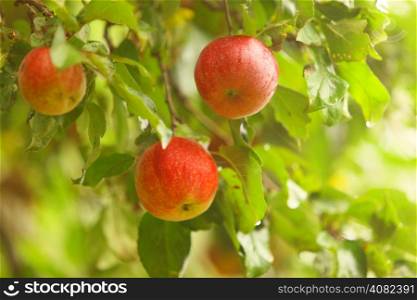 The fruits of apple trees growing on the tree. Red apples. Natural products.