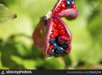 the fruits of Paeonia anomala. closeup of flowering Paeonia anomala