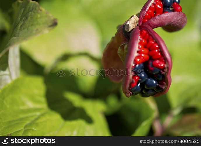 the fruits of Paeonia anomala. closeup of flowering Paeonia anomala