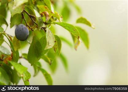 The fruits of plum trees growing on the tree. Purple plums. Natural products.