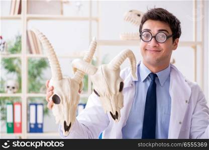 The funny crazy professor studying animal skeletons. Funny crazy professor studying animal skeletons