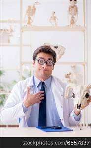 The funny crazy professor studying animal skeletons. Funny crazy professor studying animal skeletons