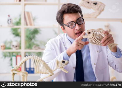 The funny crazy professor studying animal skeletons. Funny crazy professor studying animal skeletons