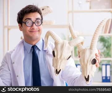 The funny crazy professor studying animal skeletons. Funny crazy professor studying animal skeletons