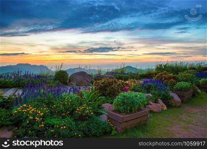 The garden colorful plant and flower pathway in the morning sunrise beautiful cloud dramatic sky and mountain background